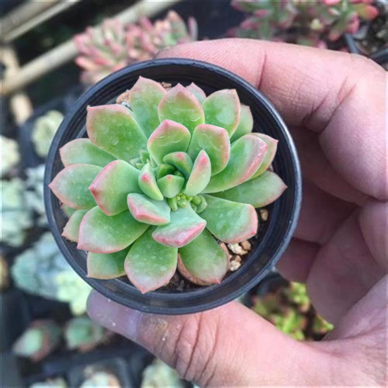 多肉植物批1发一整箱花卉盆栽z绿植大颗花盆套装组合含带盆栽种好