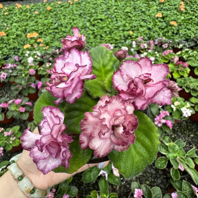 丽家园艺紫罗兰进口o非洲堇大花俄堇重瓣室内桌面花卉绿植物带苞