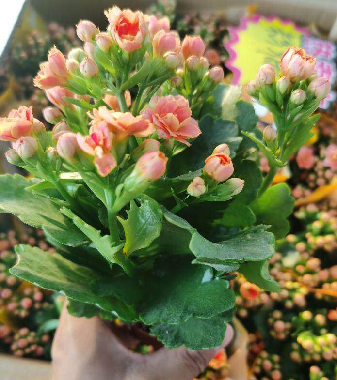 长寿花多肉植物花卉盆栽绿植好养重瓣花带花苞办公桌室内四季开花