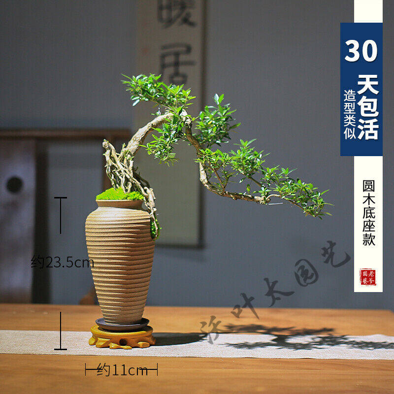 六月雪盆景精品室内盆栽造型老桩悬崖木本花卉窗台客厅绿植礼品圆