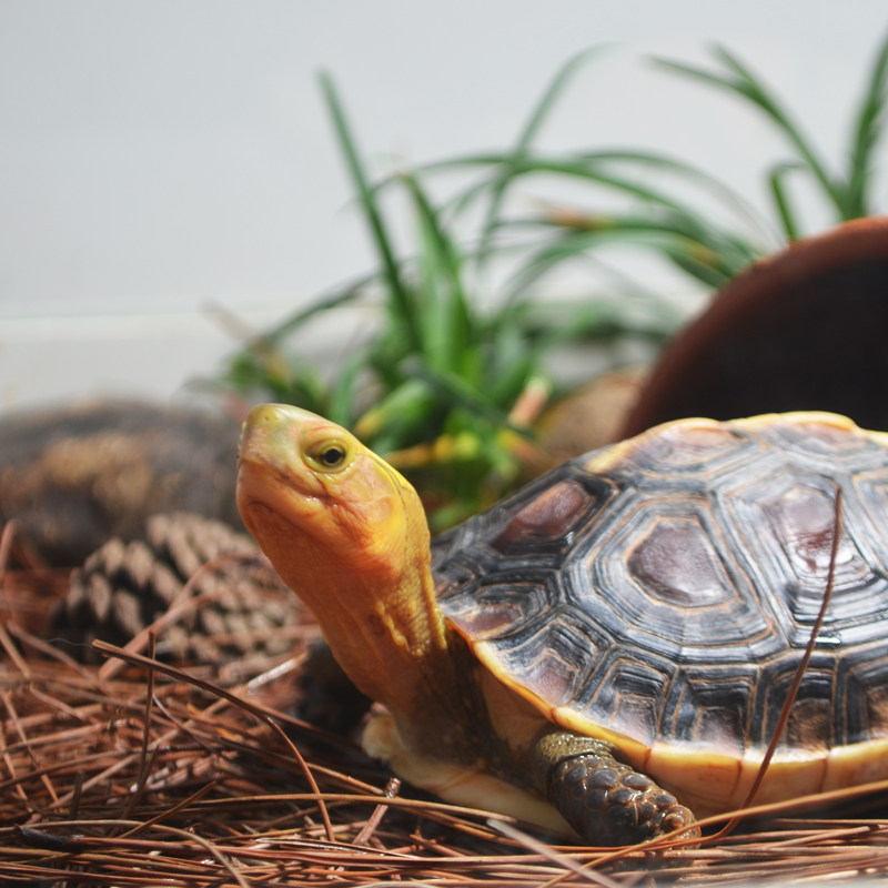 黄缘饲养龟箱玻璃专用水陆缸安缘半水龟生态造景植物养殖箱