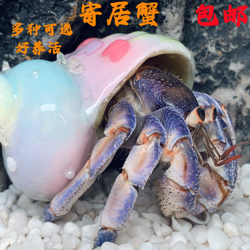 宠物螃蟹活物淡水巨型寄居蟹豆丁替换壳紫色椰土草莓小寄居蟹观赏