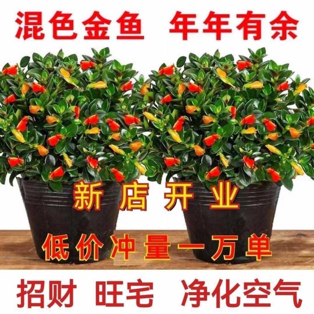 四季开花金鱼花吊兰盆栽室内绿植花卉多肉植物绿萝发财树好养吸甲