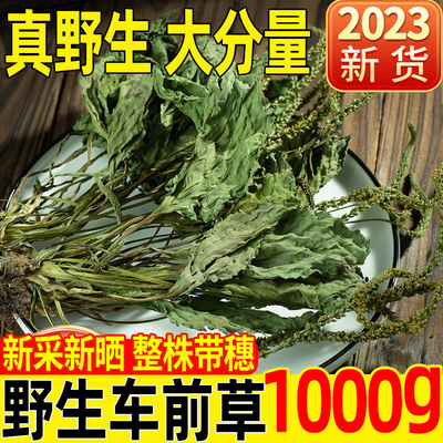 车前草中草药材泡茶整株野生