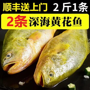 【2斤1条*无冰2条装】特大黄花鱼共4斤深海黄鱼大黄鱼大鱼黄花鱼