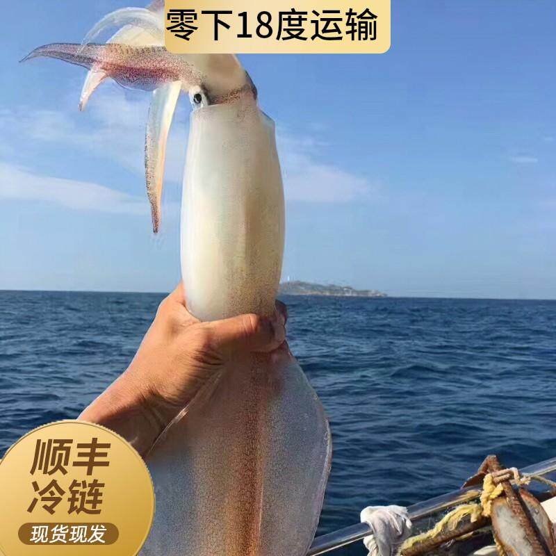 【三只两斤装】东山岛手钓大鱿鱼乌贼活冻火箭管枪新鲜活速冻大管