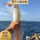 三只两斤装 东山岛手钓大鱿鱼乌贼活冻火箭管枪新鲜活速冻大管