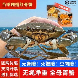 东山岛青蟹鲜活全母红鲟膏蟹特大野生螃蟹猷蠓海鲜黄油海鲜送礼盒
