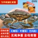 东山岛青蟹鲜活全母红鲟膏蟹特大野生螃蟹猷蠓海鲜黄油海鲜送礼盒