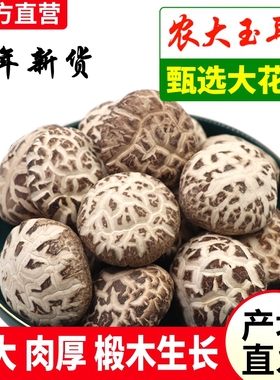 东北特产长白山大花菇纯椴木香菇剪腿金钱菇冬菇肉厚干货新货500g