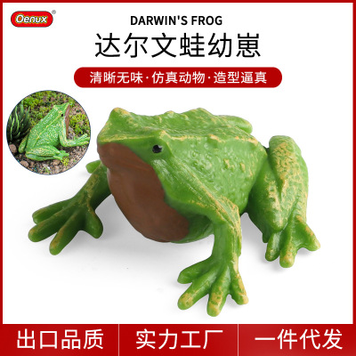 仿真实心小达尔文玩具模型两栖动物牛蛙蝌蚪认知教具礼物