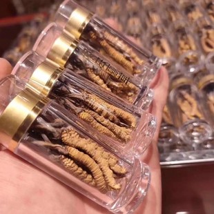 正品 东虫夏草泡酒 新鲜野生虫草干货非西藏特产那曲冬虫夏草礼盒装