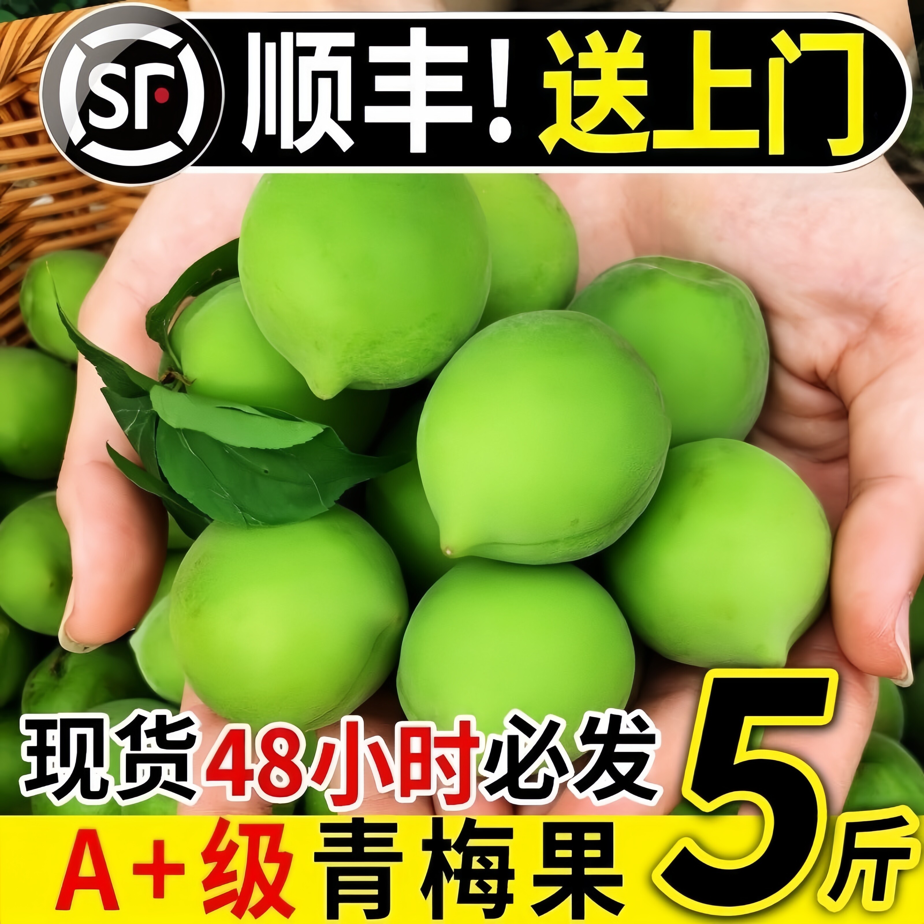 顺丰现货新鲜青梅鲜果泡酒专用酸脆梅孕妇酵素野生非诏安大果现摘