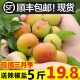 孕妇酸脆三华李3现摘5斤 李子新鲜青李三月李水果当季 包邮 顺丰