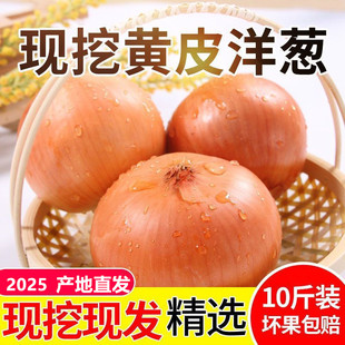 山东黄皮洋葱新鲜5斤大洋葱头白心圆葱农家自种蔬菜整箱包邮毛葱