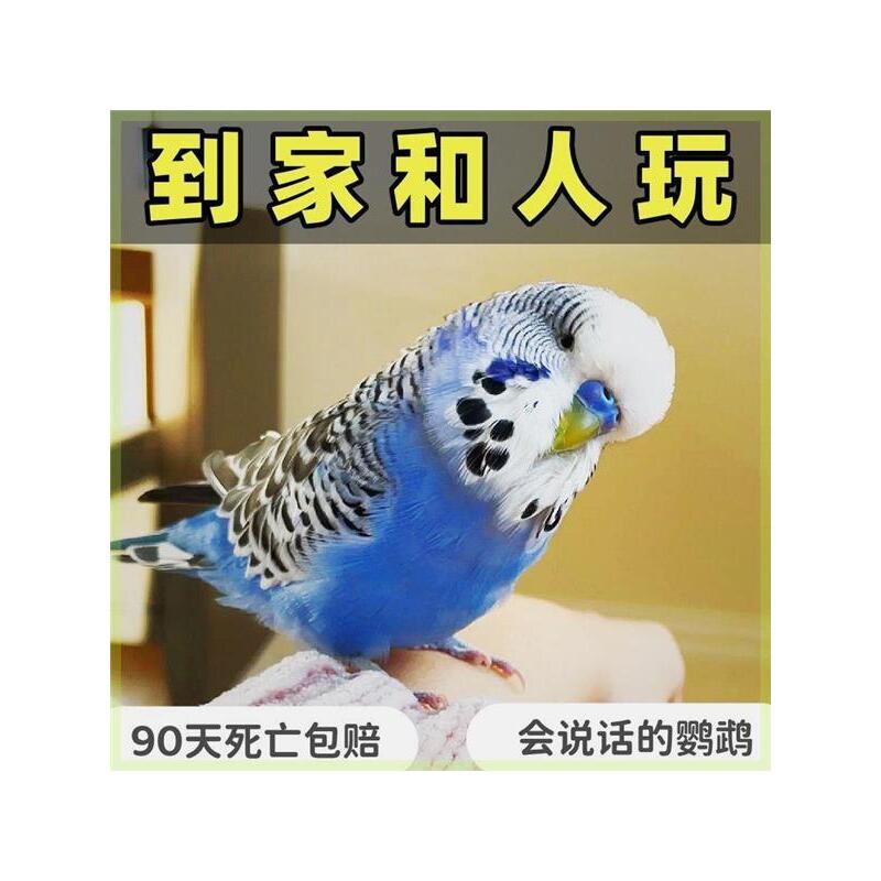 纯手养会说话大头虎皮鹦鹉活鸟宠