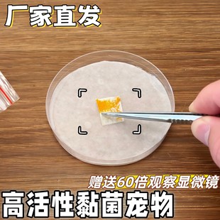 黏菌宠物高活性饲养套装菌核培养皿好养曳尾菌学生科学实验小礼物