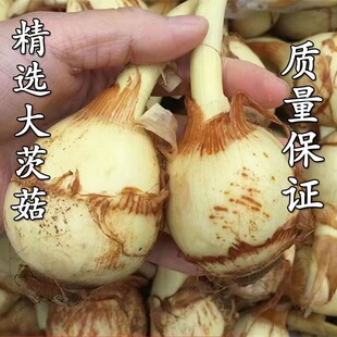 慈姑水培盆栽室内吸甲醛白花净水植绿植水培水养茨菇食用茨菇懒人