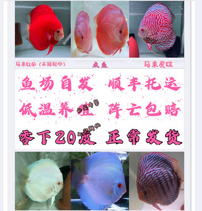 七彩神仙鱼热带观赏鱼精品鱼苗活体中小型好养顺丰包邮渔场直售