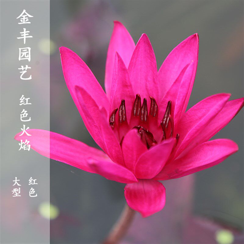 火焰花睡莲多少钱 火焰花睡莲优惠券免费领取 有条鱼