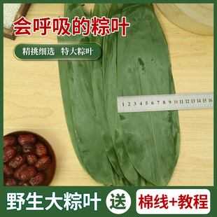 粽叶新鲜粽子叶大号包粽子专用diy手工红豆沙馅料咸蛋黄箬叶粽绳