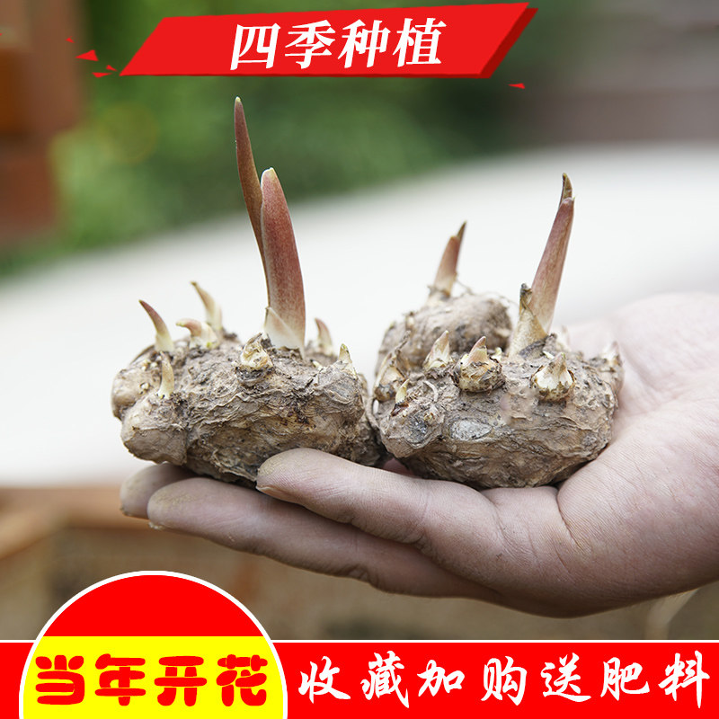 Netherlands Imported Four seasons Zantedeschia Seed ball balcony Potted plant flowers and plants Big ball Tuber Bloom Continuein the Flower delivery/Flowers simulation/Plants gardening , Flowers/Fruits and vegetables/Lawn seed (New) , Bulbs  category - from Buy2taobao.com to provide professional Taobao agent buy service