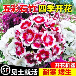 欧石竹花苗种籽子五彩石竹花籽四季播种开花庭院矮生盆栽绿化种孑