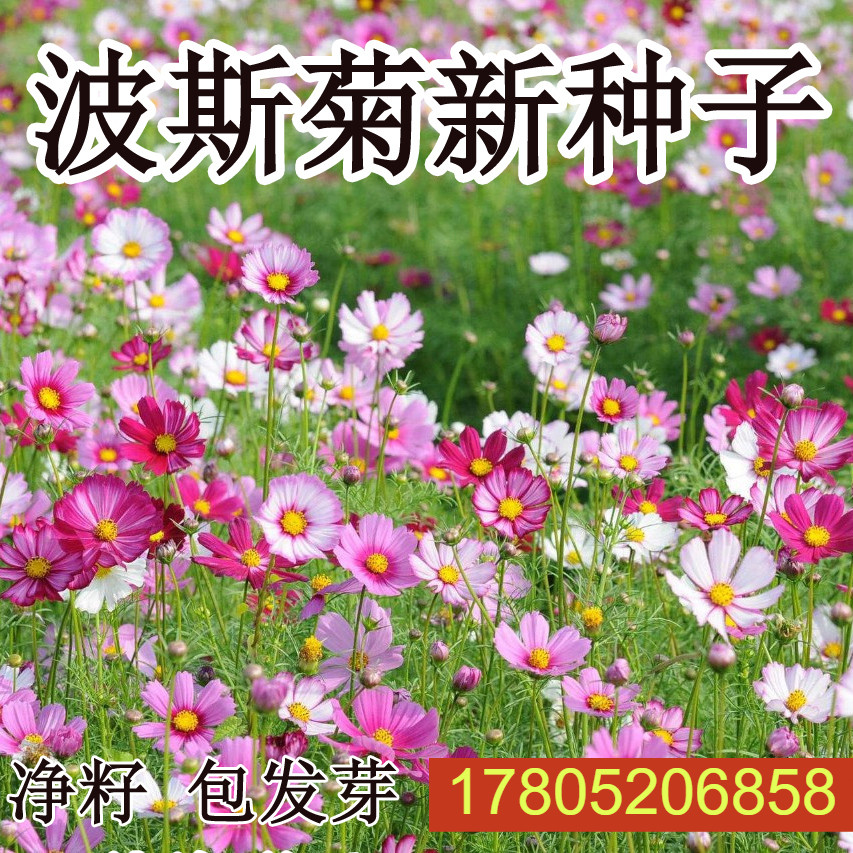 波斯菊种子格桑花种籽子四季开花