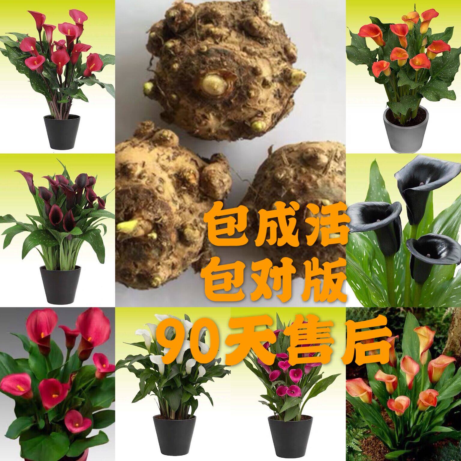 彩色馬蹄蓮種球帶芽大球庭院陽台室內四季花盆栽球根花卉易活種子在類目 鮮花速遞/花卉仿真/綠植園藝, 花卉/蔬果/草坪種子（新）, 種球中 - 來自Buy2taobao.com提供專業的淘寶代購服務