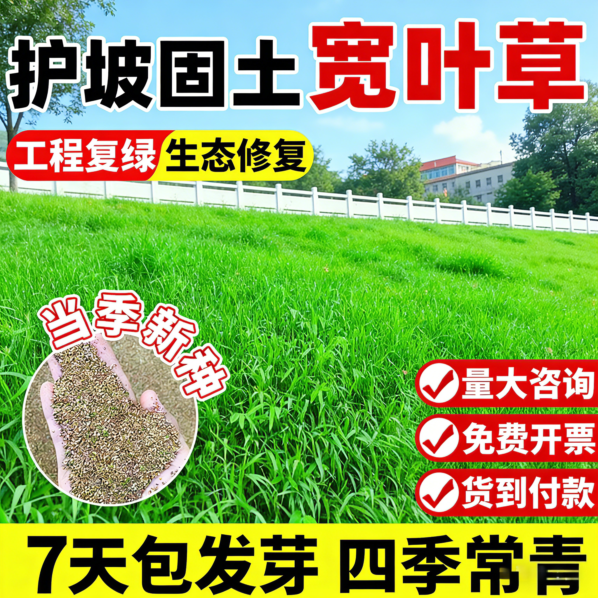 宽叶草种籽宽叶雀稗草籽护坡固土边坡绿化耐热耐旱工程复绿草种子