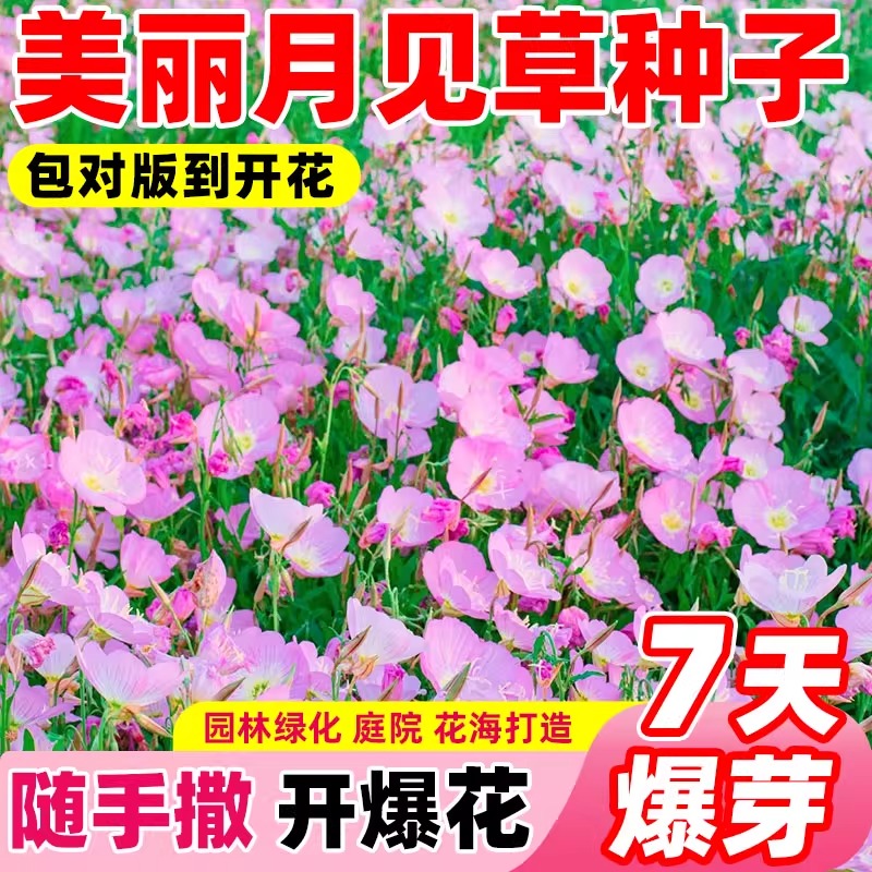 美丽月见草种子粉花多年生宿根花卉种子种春秋播草花种子耐寒花籽
