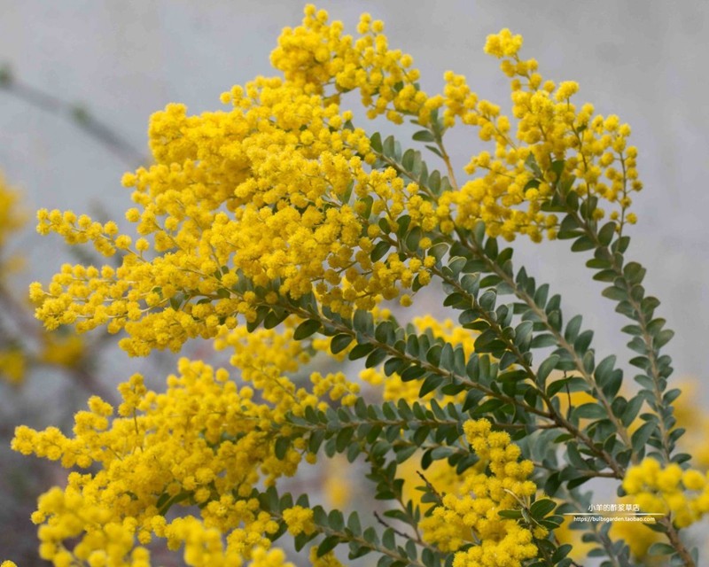 【種子】多年生  刀葉金合歡樹 金色光芒ACACIA cultriformis10粒在類目 鮮花速遞/花卉仿真/綠植園藝, 花卉/蔬果/草坪種子（新）, 家庭園藝種子中 - 來自Buy2taobao.com提供專業的淘寶代購服務
