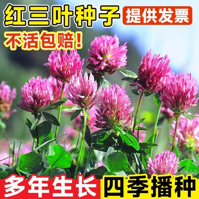 红三叶草种籽车轴草坪草籽幸运草四叶草种子庭院四季常青绿化植物