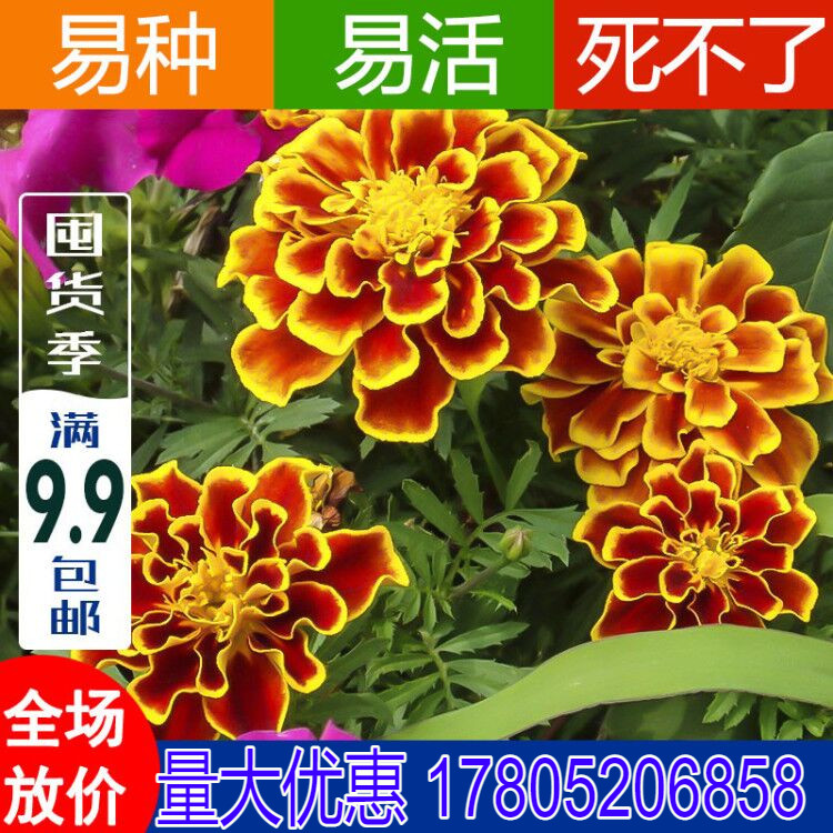 孔雀草花种子四季开花耐寒花籽庭院阳台花卉盆栽花籽种子小万寿菊