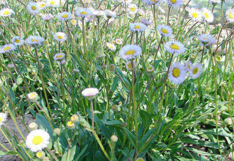 云南药材种苗灯盏花 灯盏细辛灯盏花灯盏细辛