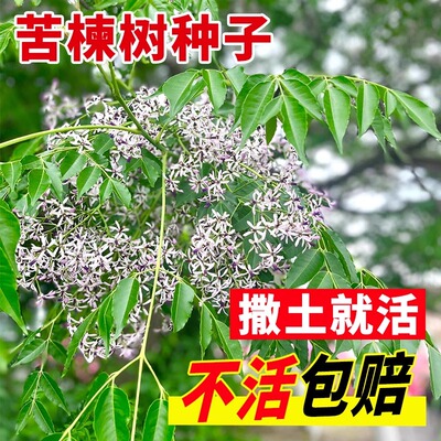 新采苦楝树种子 楝树紫花树种子 苦楝种子楝枣种子苦楝子种籽包邮