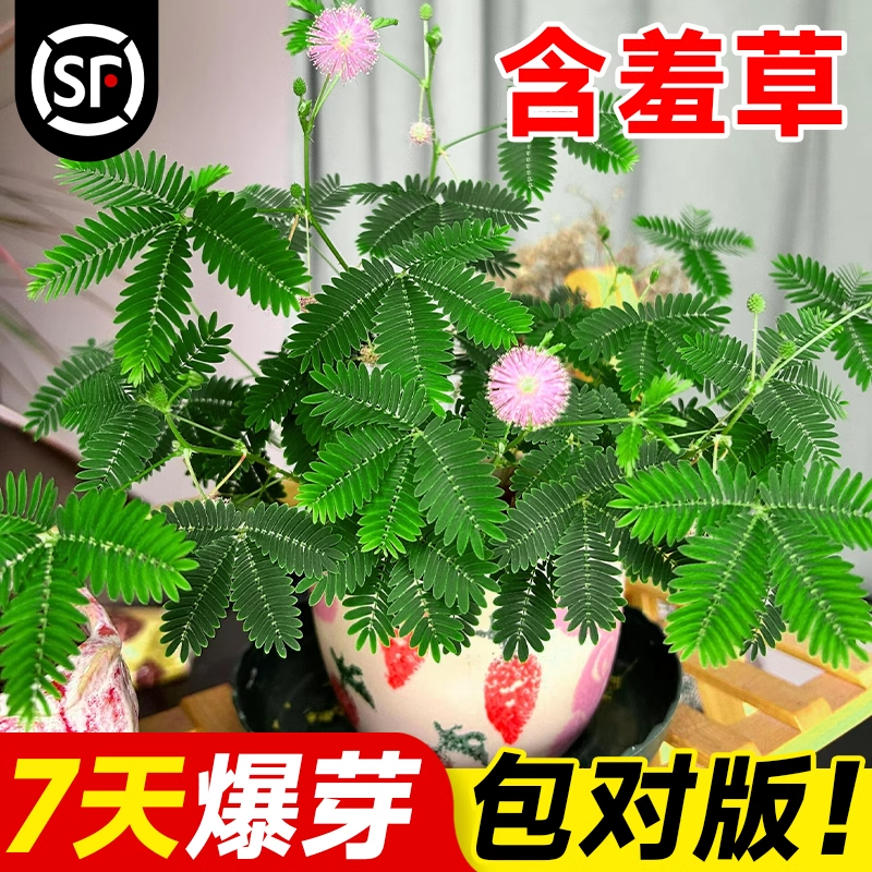 含羞草种孑含羞草盆栽种子植物套餐阳台绿植花卉种子薄荷种籽四季