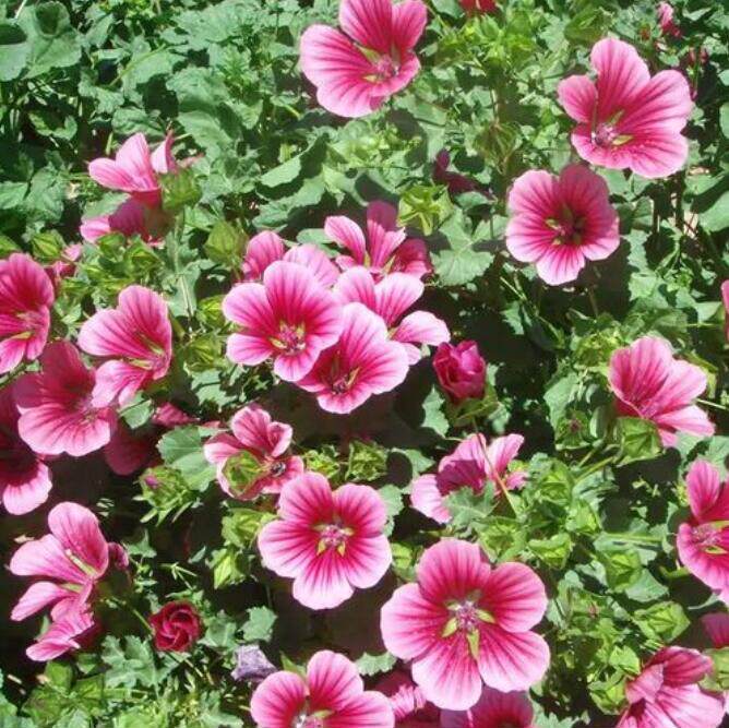 香草籽马落葵种子马洛葵锦葵阳台庭院都可播种四季播种花种籽子