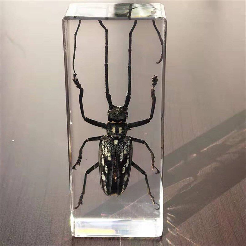 螳螂标本素材模板 螳螂标本图片下载 小麦优选