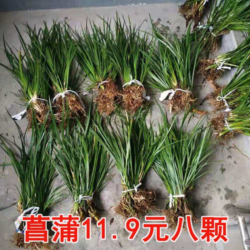 菖蒲草盆景室内客厅办公室桌面可水培四季常青植物龙根苗老桩好养