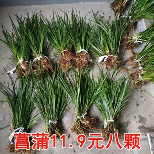 菖蒲草盆景室内客厅办公室桌面可水培四季常青植物龙根苗老桩好养