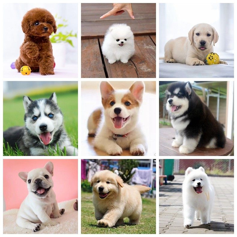 博美品牌精品汇聚 价格大全移动版 最宠网