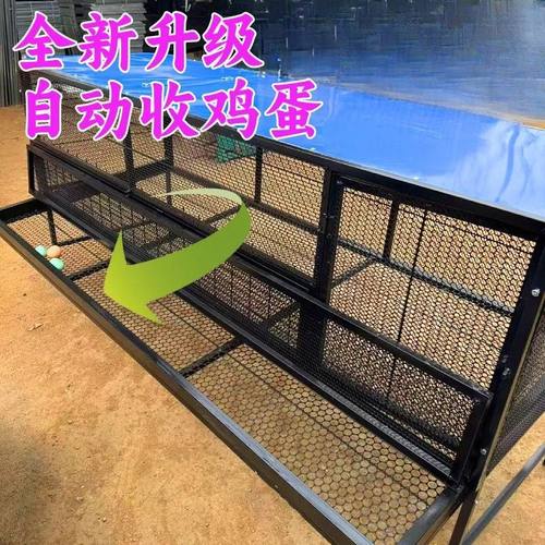 养殖笼户外母鸡下蛋笼自动收蛋笼