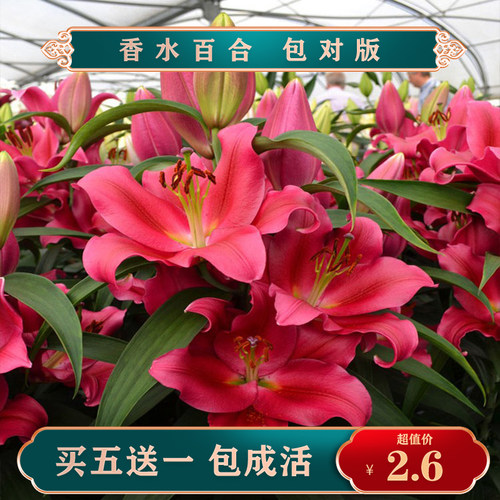 百合花种销量排行榜 百合花种品牌热度排名 小麦优选