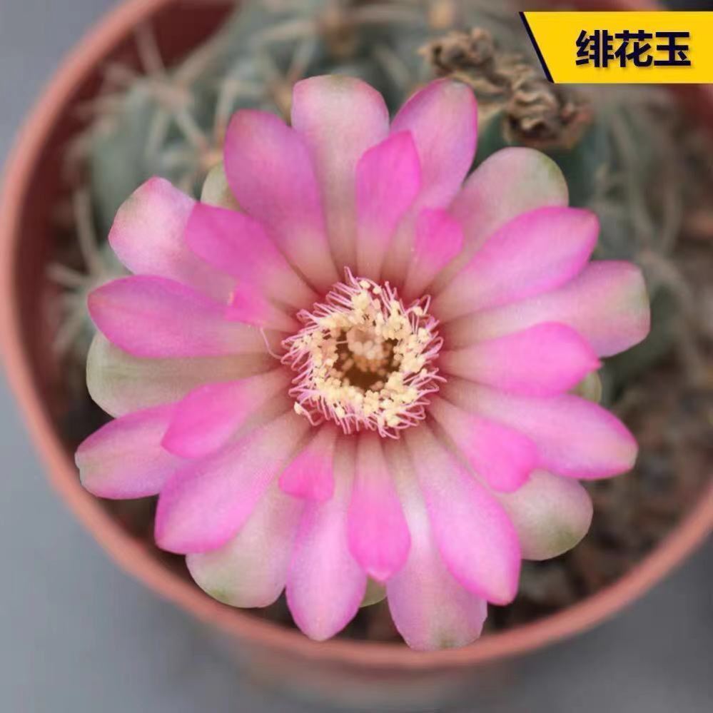 f开花仙人球包花玉金虎带盆苞办公e室桌面仙人掌花栽