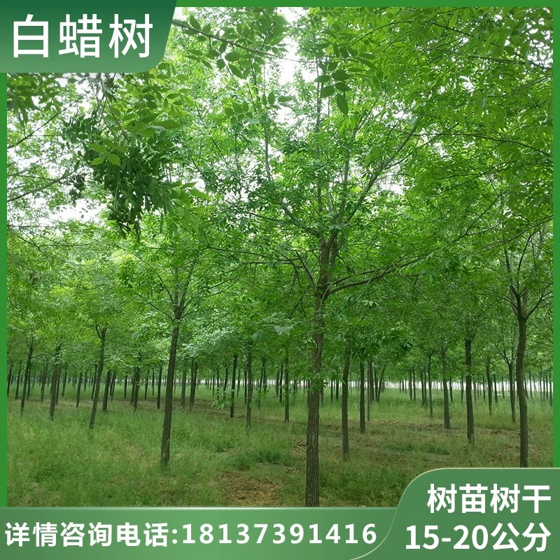 河南出售15公分白蜡树 20公分原生冠白蜡树 10公分12公分白蜡价格