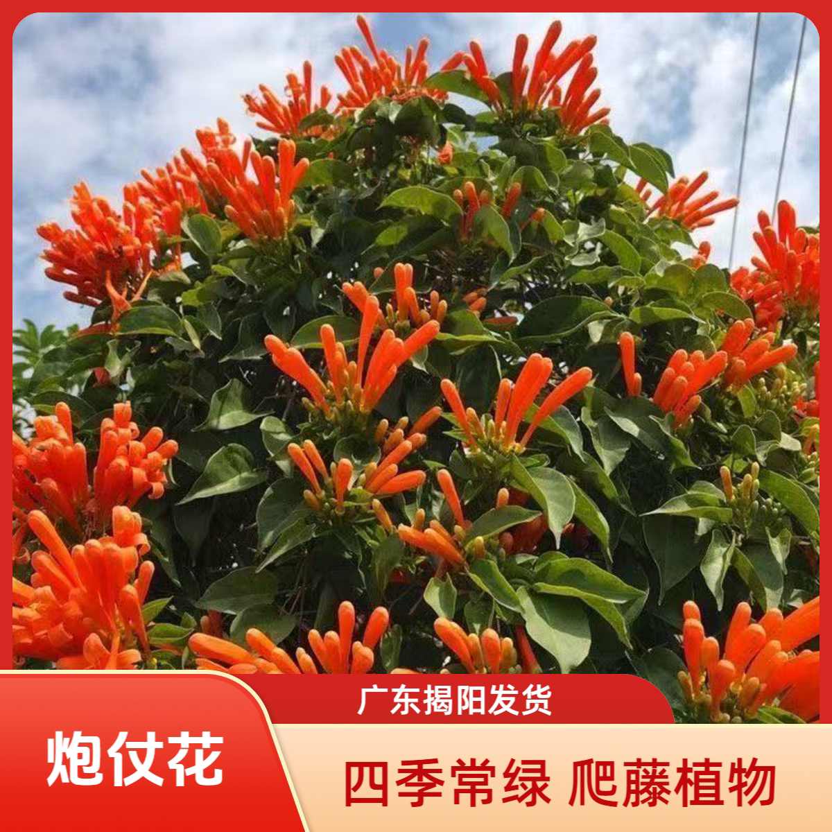 爬藤植物炮仗花苗盆栽四季常绿垂吊攀爬植物庭院阳台围墙爬藤花苗