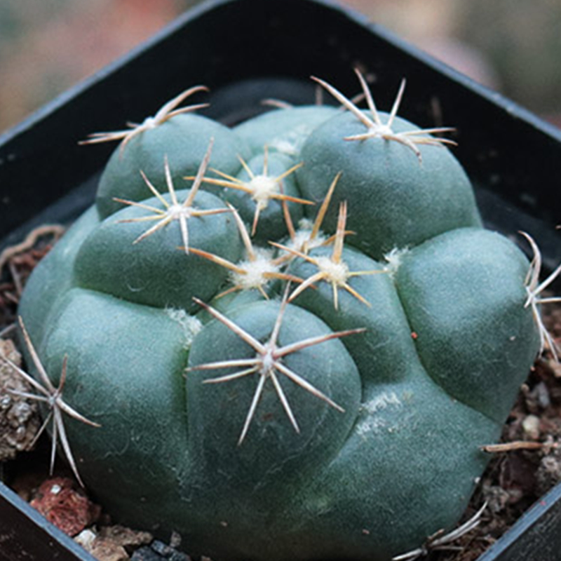 巨象仙人球 开花硬刺象牙新手组合办公室桌面防辐射小盆栽