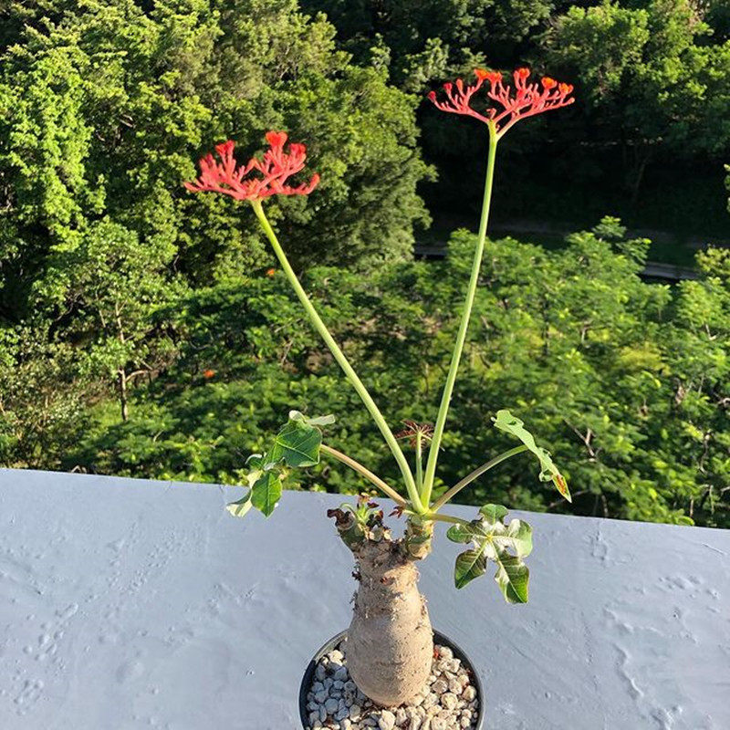 佛肚海棠块根植物一物一拍 观花佛肚树多肉植物组合盆栽