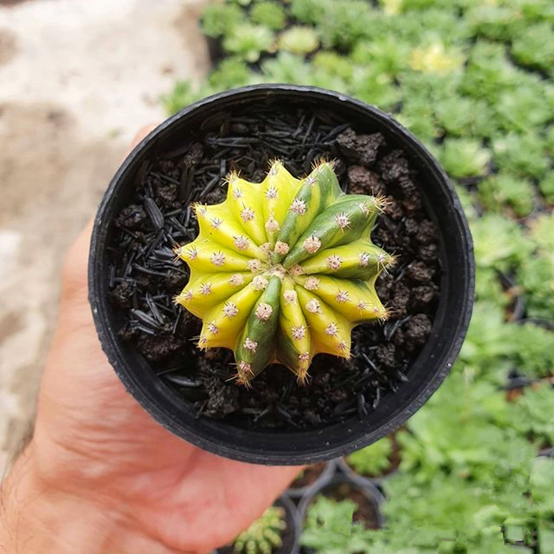 大豪丸锦仙人球 自根变锦多肉植物组合小盆栽 稀缺花卉植物肉肉